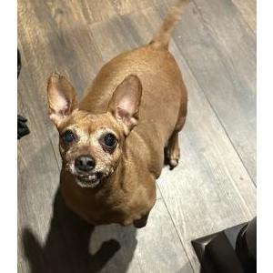 Image of Bambi, Lost Dog