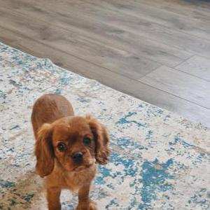 Image of Ginger, Lost Dog