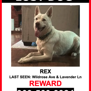 Lost Dog REX