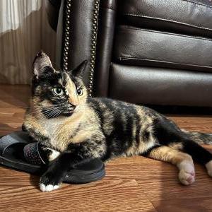 Image of Pico, Lost Cat