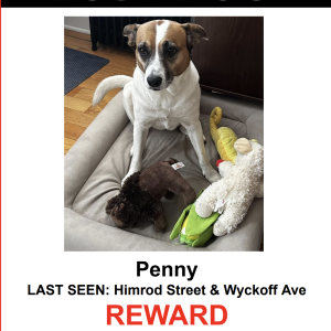 Image of Penny, Lost Dog