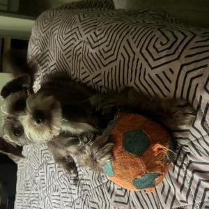 Image of Kiara, Lost Dog