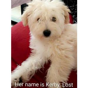 Image of Kirby, Lost Dog