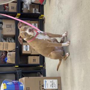 Image of Peaches, Lost Dog