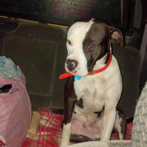 Image of Dax, Lost Dog