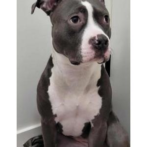 Image of Poppy, Lost Dog