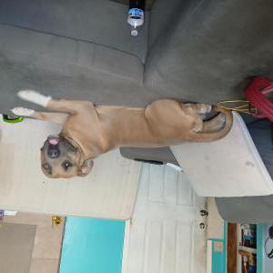 Image of Bandit, Lost Dog