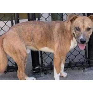 Image of Unknown, Lost Dog