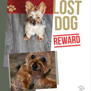 Image of Nalah, Lost Dog