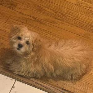 Image of Bear, Lost Dog