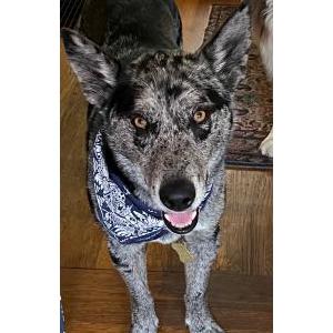 Image of Jack, Lost Dog