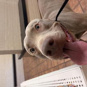 Image of unknown, Found Dog