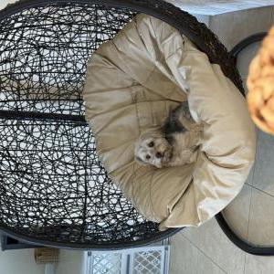 Image of Milo, Lost Dog