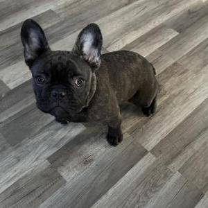 Image of Crypto, Lost Dog