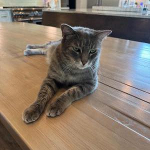 Image of Grey, Lost Cat