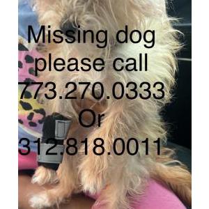 Image of Cutie, Lost Dog