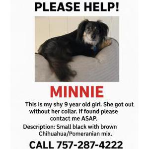 Image of Minnie, Lost Dog