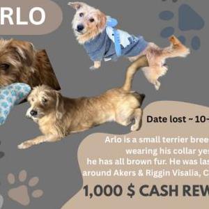 Image of Arlo, Lost Dog