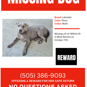 Lost Dog Indy