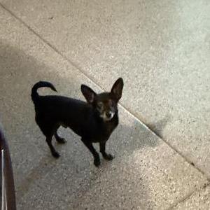 Image of Stitch, Lost Dog