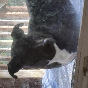 Image of Unknown, Found Dog