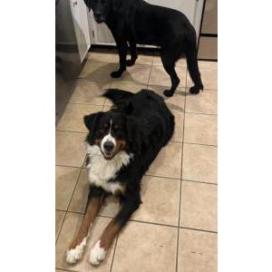 Image of Stark, Lost Dog