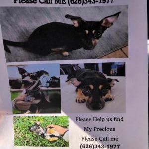 Image of Precious, Lost Dog