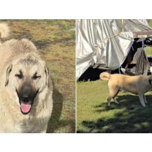 Image of Cameron, Lost Dog