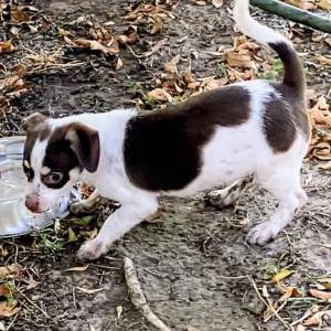 Image of Gabriel, Lost Dog