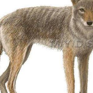 Image of WILD COYOTES SPOTTED, Found Dog