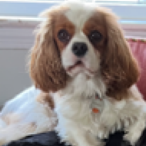 Image of Phineas, Lost Dog