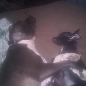 Image of Millie, Lost Dog