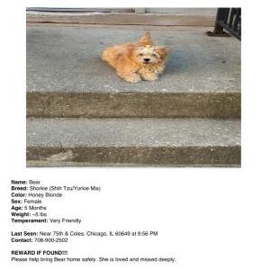 Image of Bear, Lost Dog