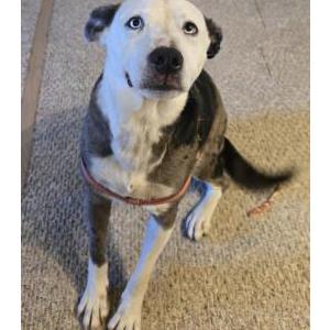 Image of Unknown, Found Dog