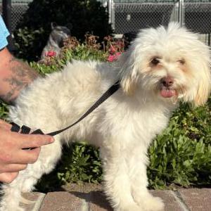 Image of Unknown, Found Dog