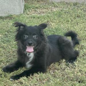 Image of unknown, Found Dog