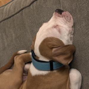 Image of Rambo, Lost Dog