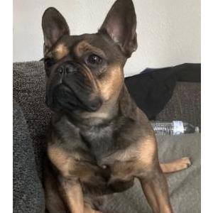 Lost Dog Nala