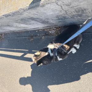 Image of Blue, Lost Dog