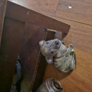 Image of Meathead, Lost Dog