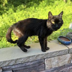 Image of Unknown, Found Cat