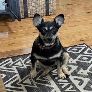 Image of Tina, Lost Dog