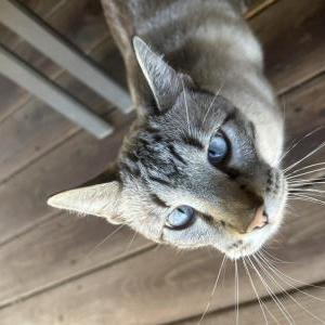 Image of Mr Handsome, Lost Cat