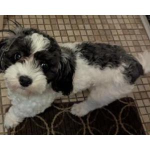 Image of Unknown, Found Dog