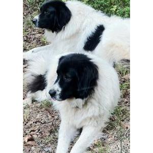 Image of Little, Lost Dog