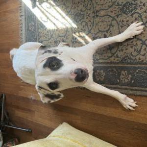Found Dog Unknown