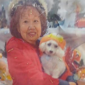 Image of Spot, Lost Dog