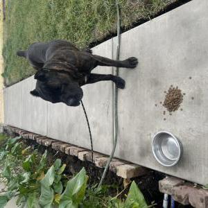 Found Dog unsure