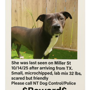 Image of Unknown, Lost Dog