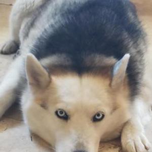 Image of Unknown, Found Dog